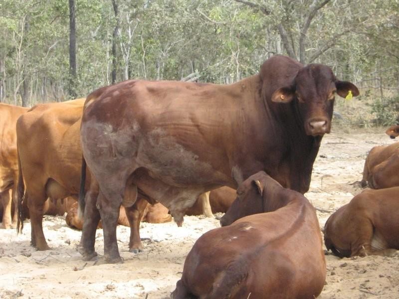 Dimbulah QLD 4872