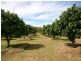 Mareeba QLD 4880