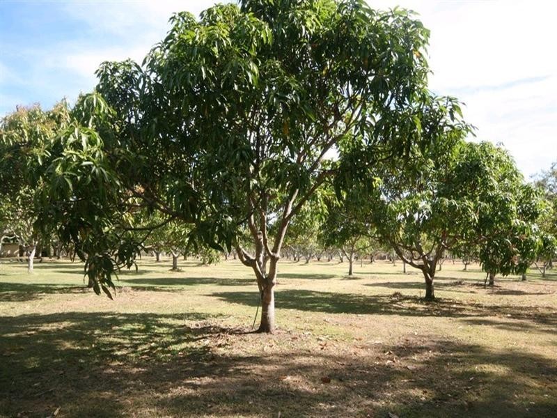 Mareeba QLD 4880