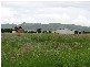 Mutchilba QLD 4872