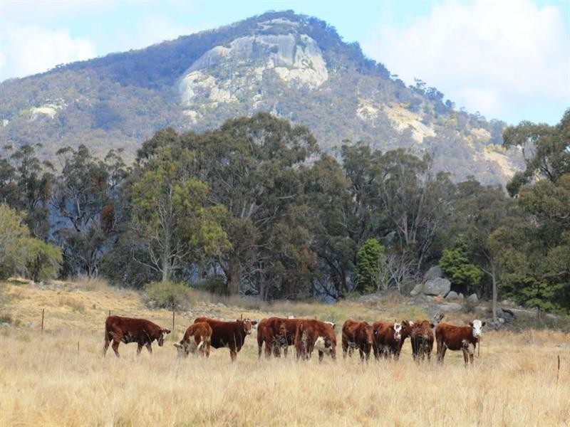 68 and 69 Sunnyside Loop Road, Tenterfield NSW 2372