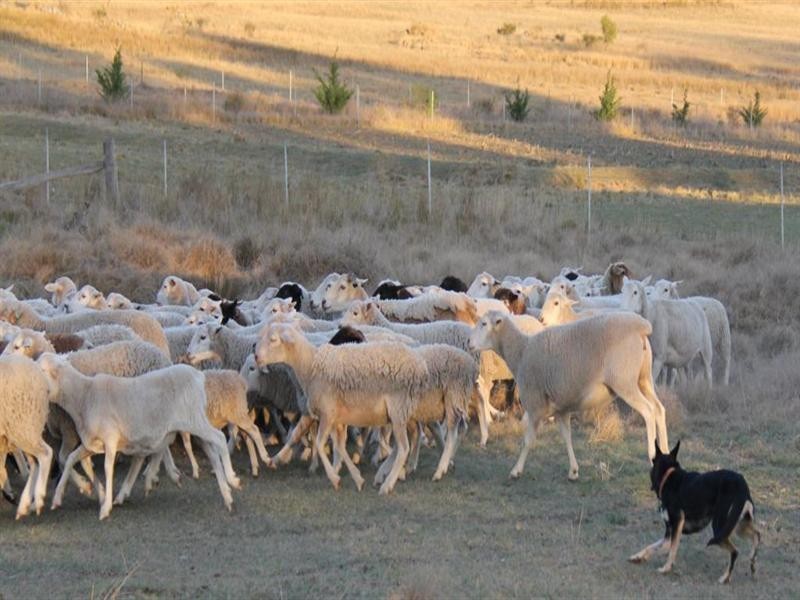 “Rockdale” Back Creek Road, Tenterfield NSW 2372