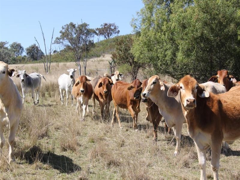 “Rockdale” Back Creek Road, Tenterfield NSW 2372