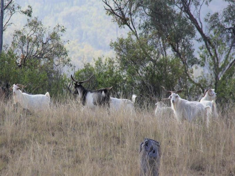 “Miltonvale” Back Creek Road, Tenterfield NSW 2372