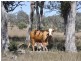 “Pinevale” Bonshaw Road, Tenterfield NSW 2372