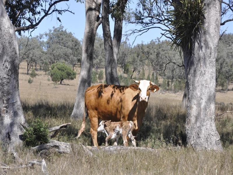 “Pinevale” Bonshaw Road, Tenterfield NSW 2372