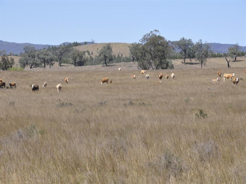 “Pinevale” Bonshaw Road, Tenterfield NSW 2372