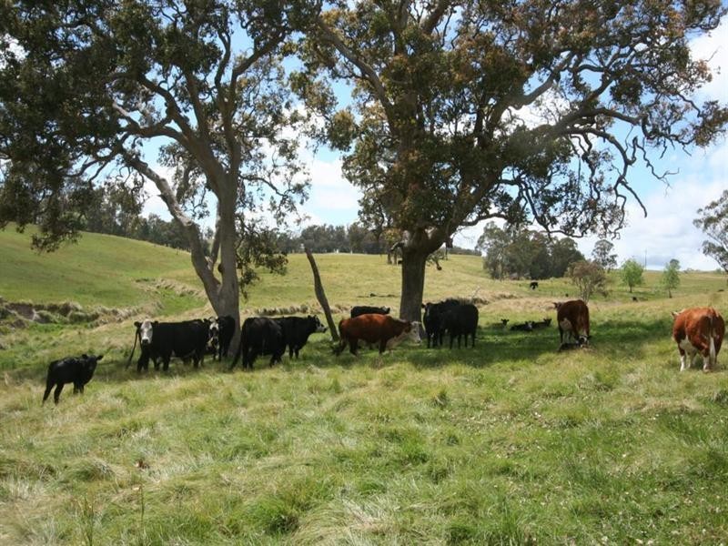 80 Nutshell Road, Tenterfield NSW 2372