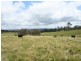 80 Nutshell Road, Tenterfield NSW 2372