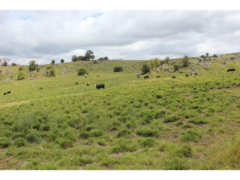 The Willows Mount Lindesay Road, Tenterfield NSW 2372