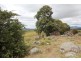 The Willows Mount Lindesay Road, Tenterfield NSW 2372