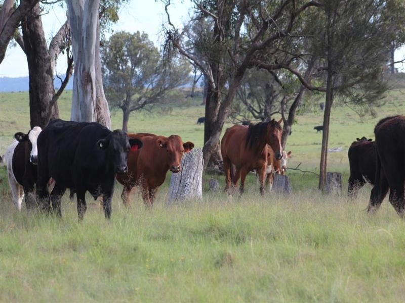 Lot 622 Sunnyside Loop Road, Tenterfield NSW 2372