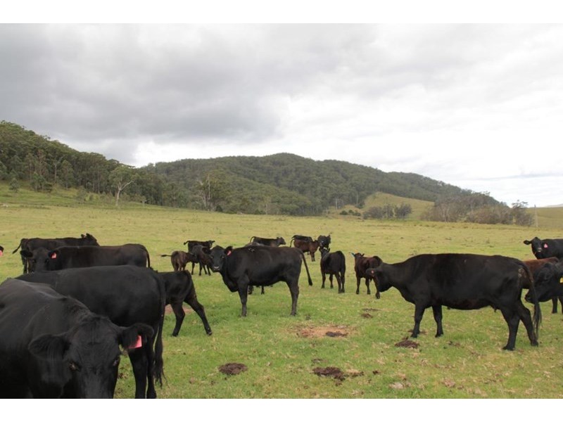 “Dougs Block” Wellington Lookout Road, Tenterfield NSW 2372