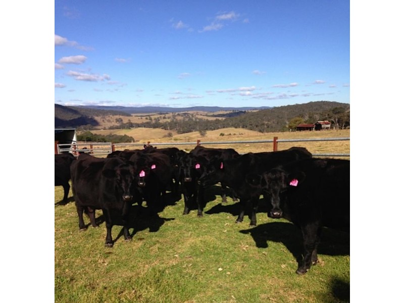 “Dougs Block” Wellington Lookout Road, Tenterfield NSW 2372