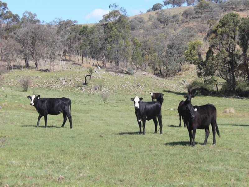 . Kildare Road, Tenterfield NSW 2372