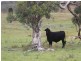 . Kildare Road, Tenterfield NSW 2372