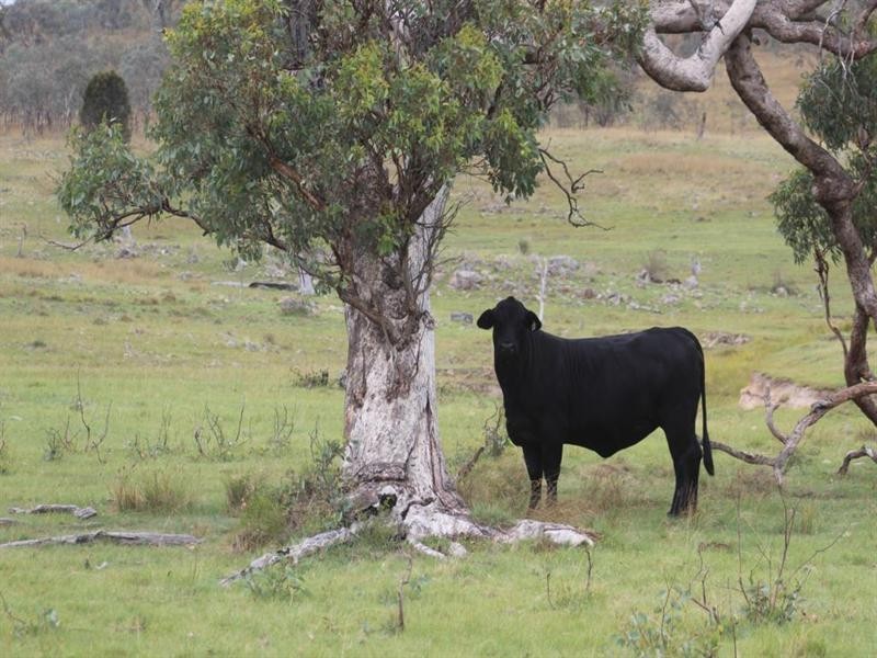 . Kildare Road, Tenterfield NSW 2372