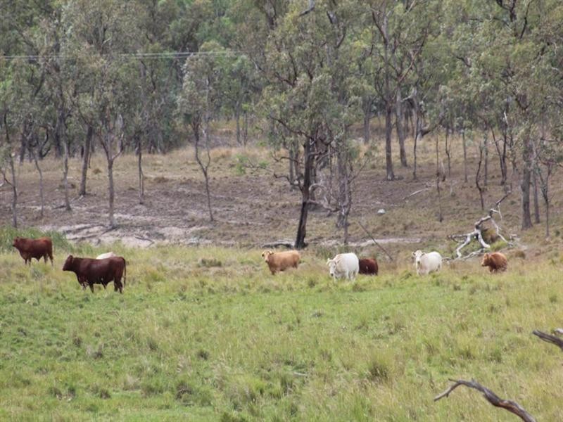 . Bruxner Highway, Tenterfield NSW 2372