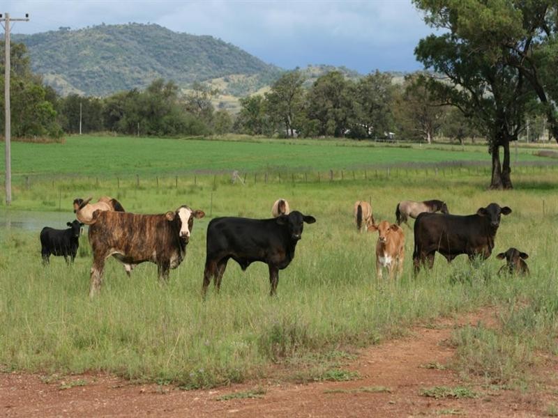 355C Springfield Road, Tenterfield NSW 2372