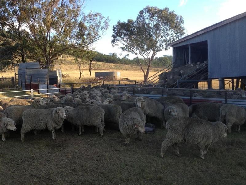 355C Springfield Road, Tenterfield NSW 2372