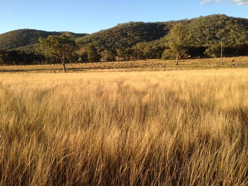 355C Springfield Road, Tenterfield NSW 2372