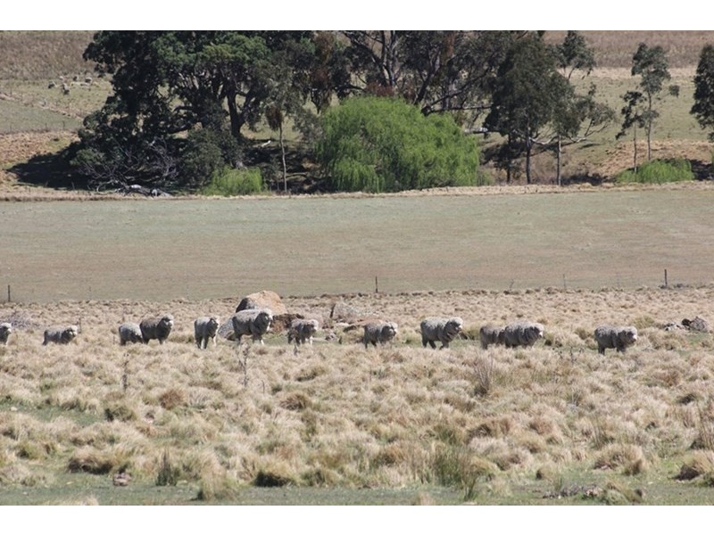 924A Kildare Road, Tenterfield NSW 2372