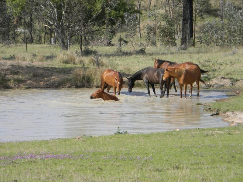 62 Mountain Creek Road, Tenterfield NSW 2372