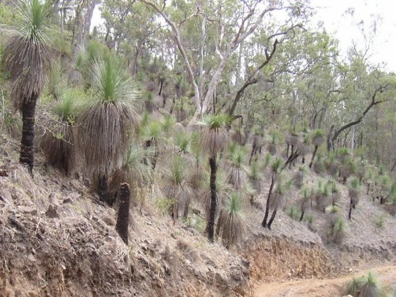 77 Rivertree Road, Tenterfield NSW 2372