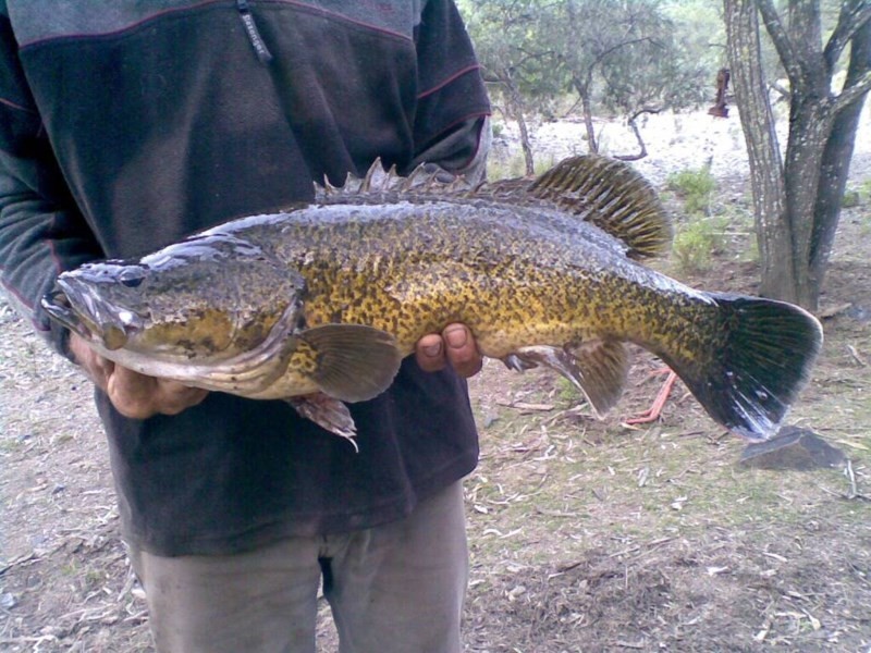 Lot 1 Sawyers Gully Road, Tenterfield NSW 2372