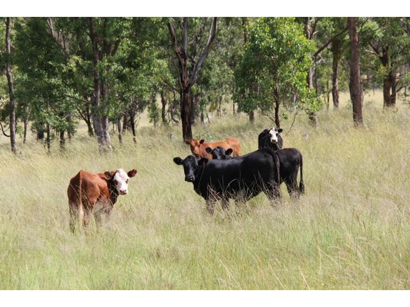 2351 Bruxner Highway, Tenterfield NSW 2372