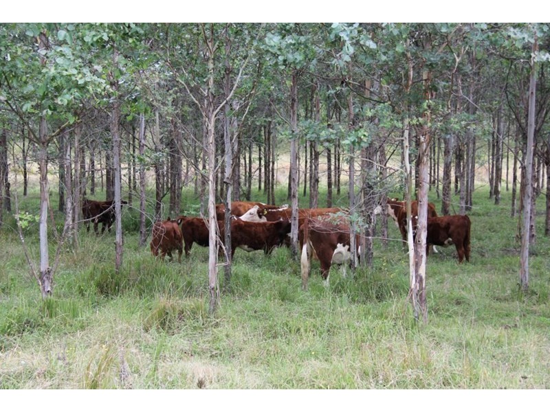 Tenterfield NSW 2372