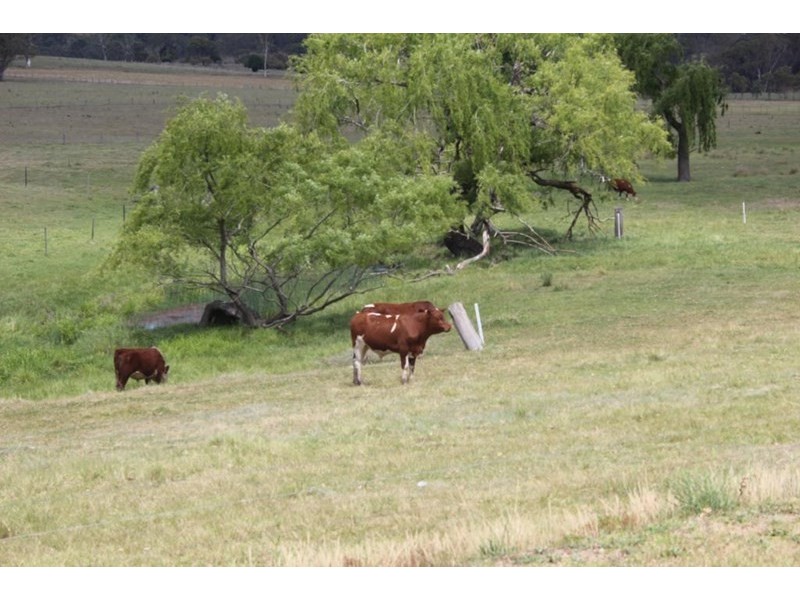 1,2, and 3 East Street, Tenterfield NSW 2372