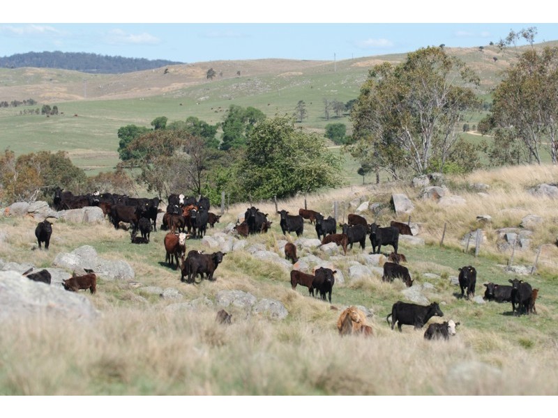 Tenterfield NSW 2372