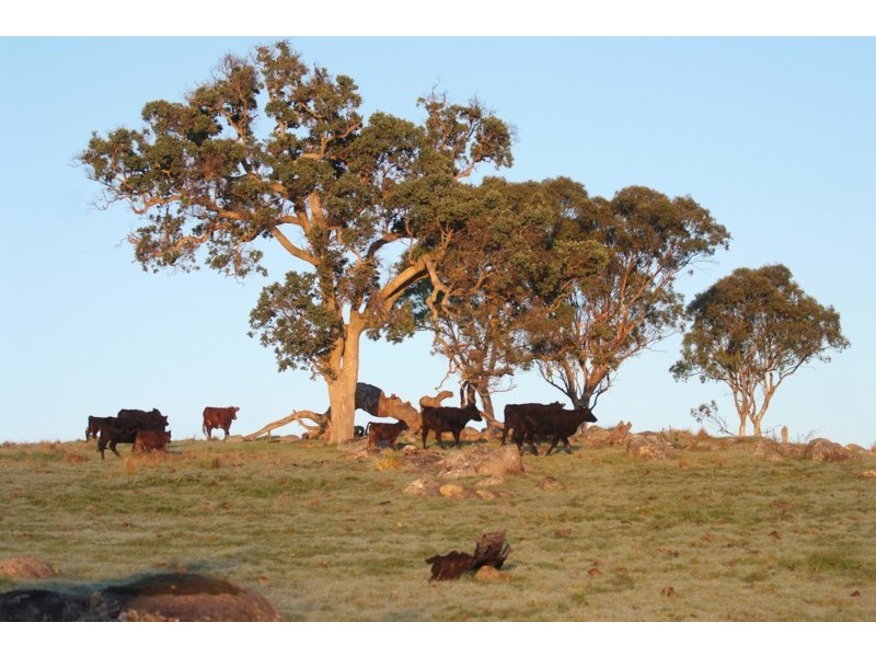 Tenterfield NSW 2372