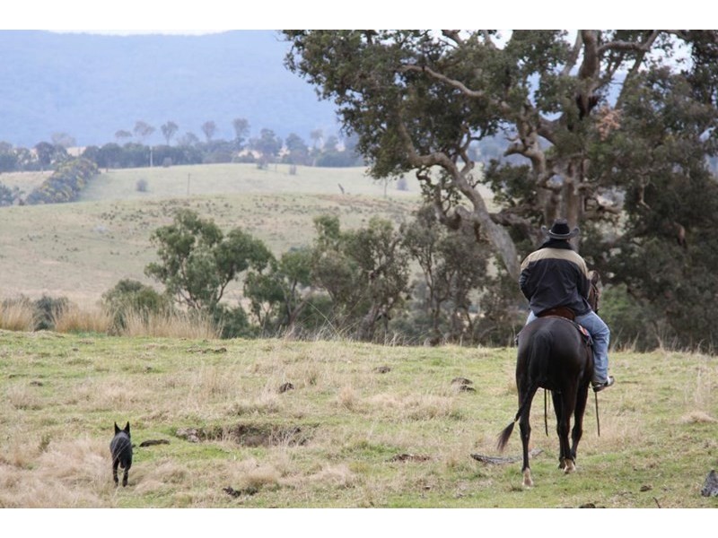 61 Swamp Oak Creek Road, Tenterfield NSW 2372