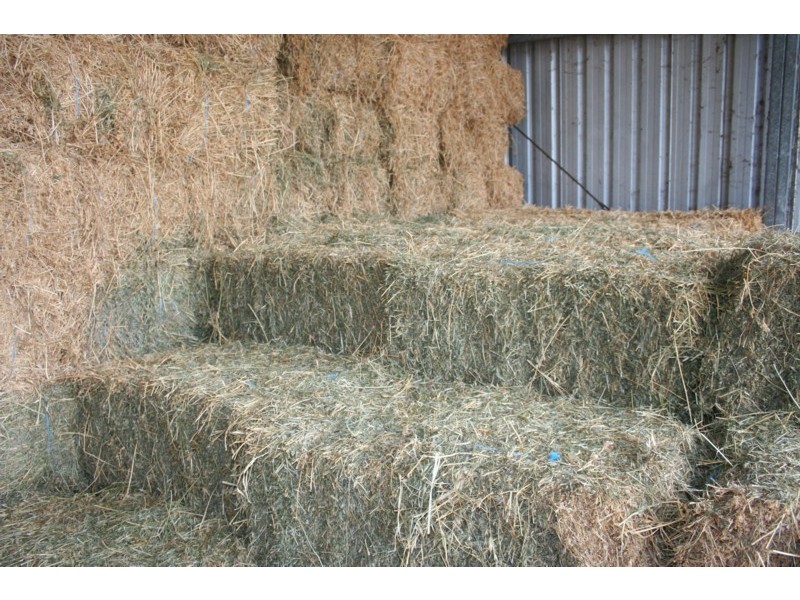 Tenterfield NSW 2372