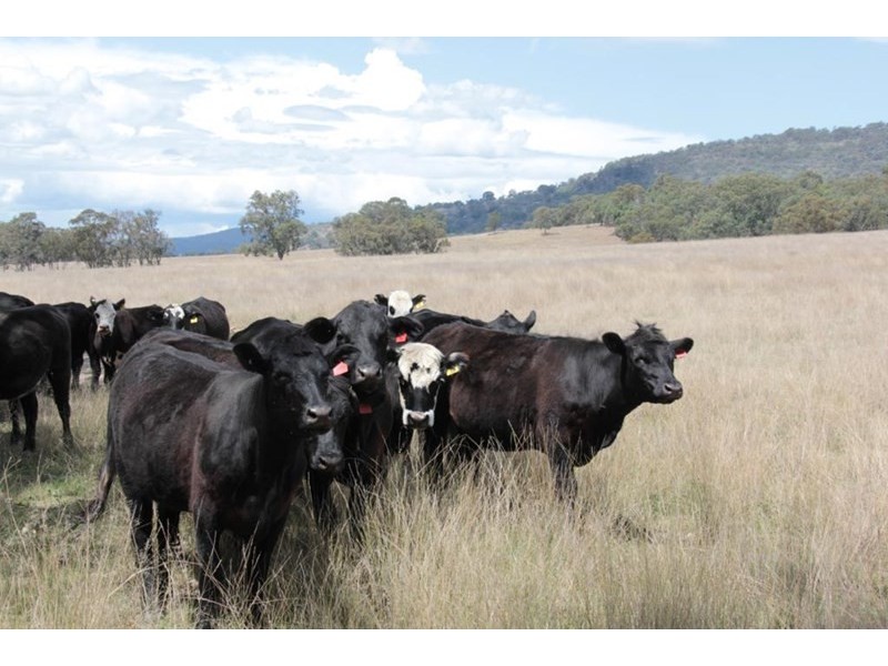 2461 Bruxner Way, Tenterfield NSW 2372