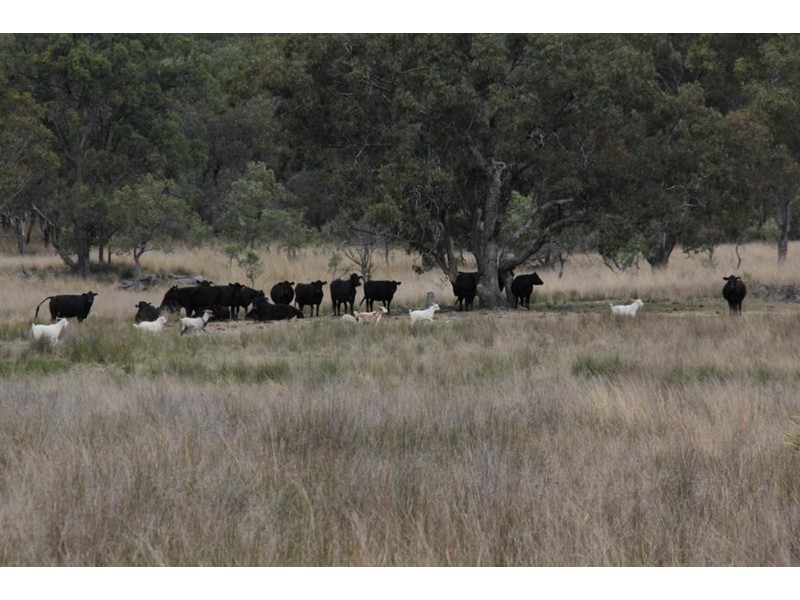 2461 Bruxner Way, Tenterfield NSW 2372