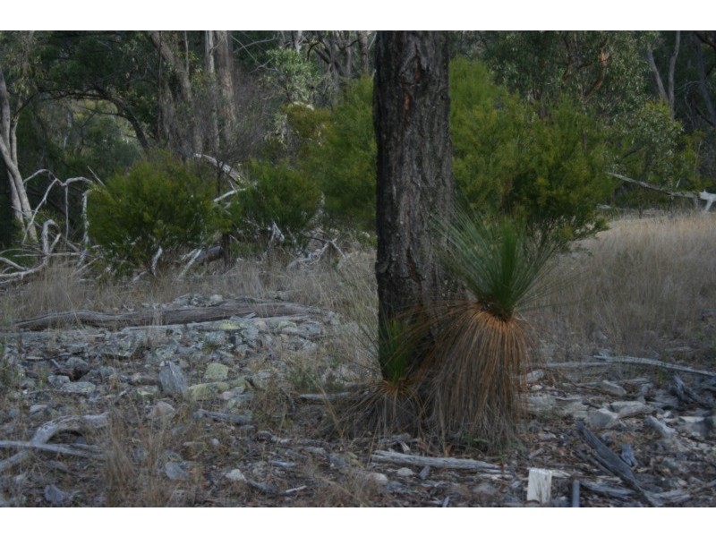 Tenterfield NSW 2372