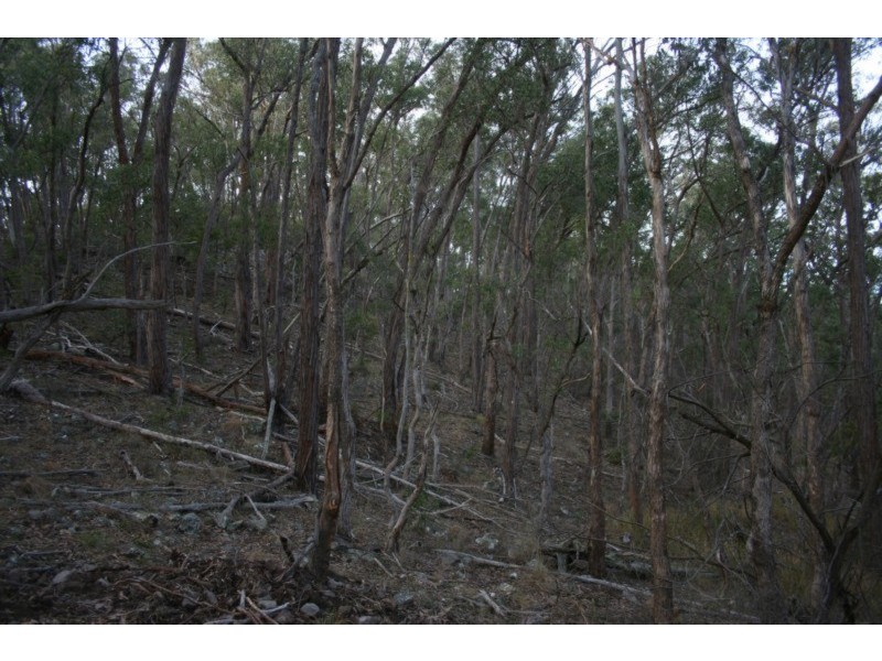 Tenterfield NSW 2372