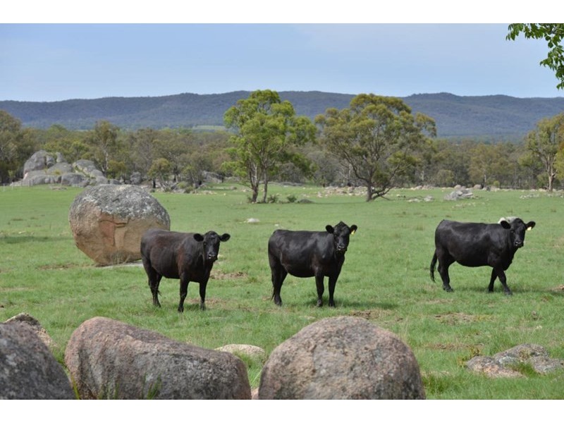 711 Bruxner Way, Tenterfield NSW 2372