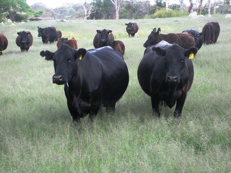 711 Bruxner Way, Tenterfield NSW 2372