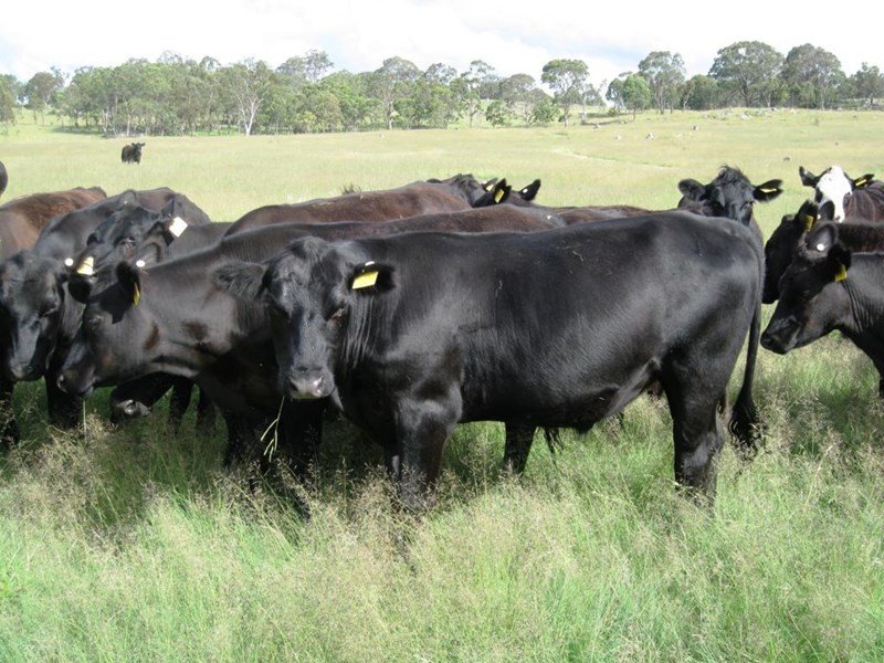 711 Bruxner Way, Tenterfield NSW 2372