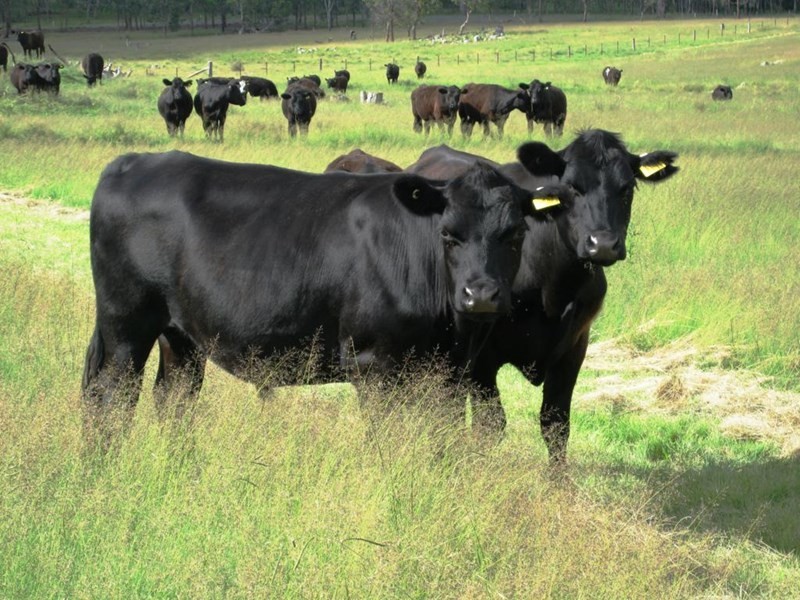 711 Bruxner Way, Tenterfield NSW 2372