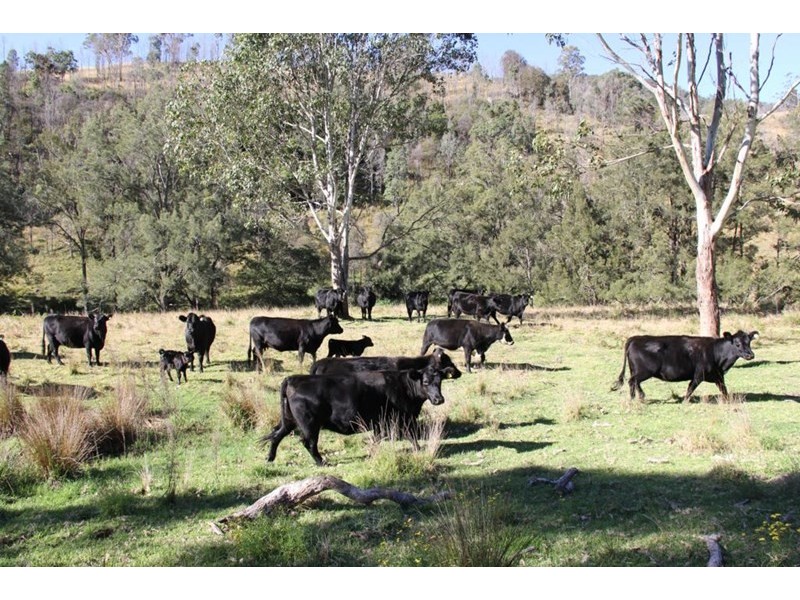 10201 Bruxner Highway, Tenterfield NSW 2372