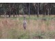 Lot 2 Boonoo Boonoo Falls Road, Tenterfield NSW 2372