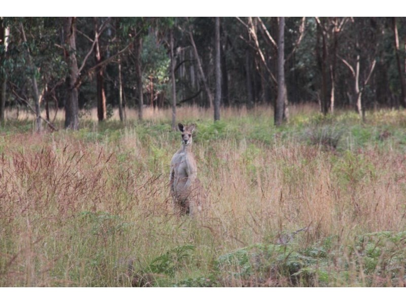 Lot 2 Boonoo Boonoo Falls Road, Tenterfield NSW 2372