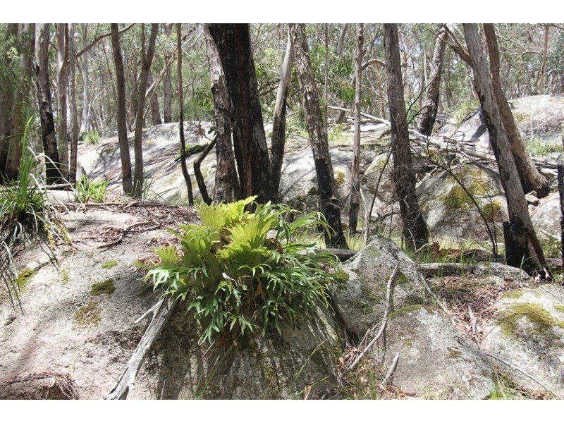 307 Brushabers Road, Tenterfield NSW 2372