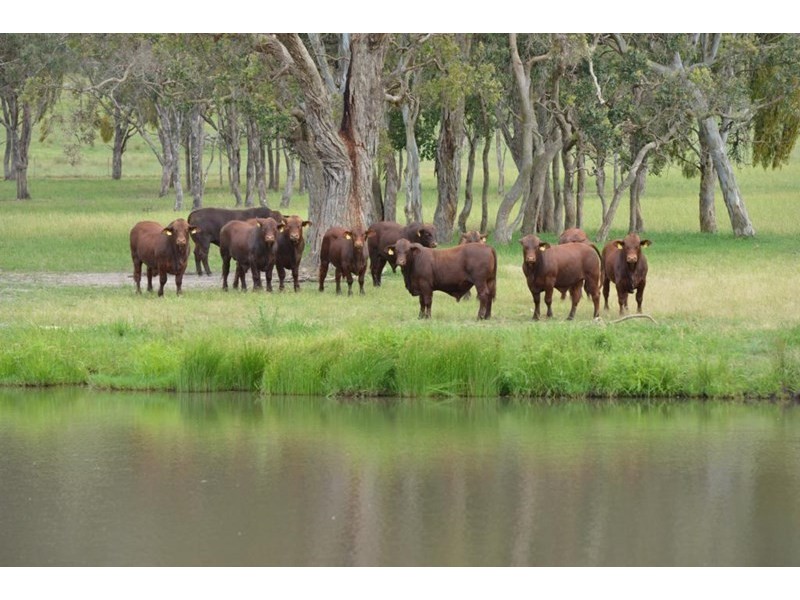 306 Geyers Road, Tenterfield NSW 2372