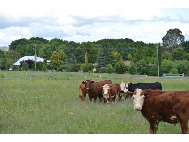 Keba Naas Street, Tenterfield NSW 2372